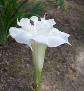(image for) Datura Seeds 'Ballerina' (5 Seeds) - Click Image to Close
